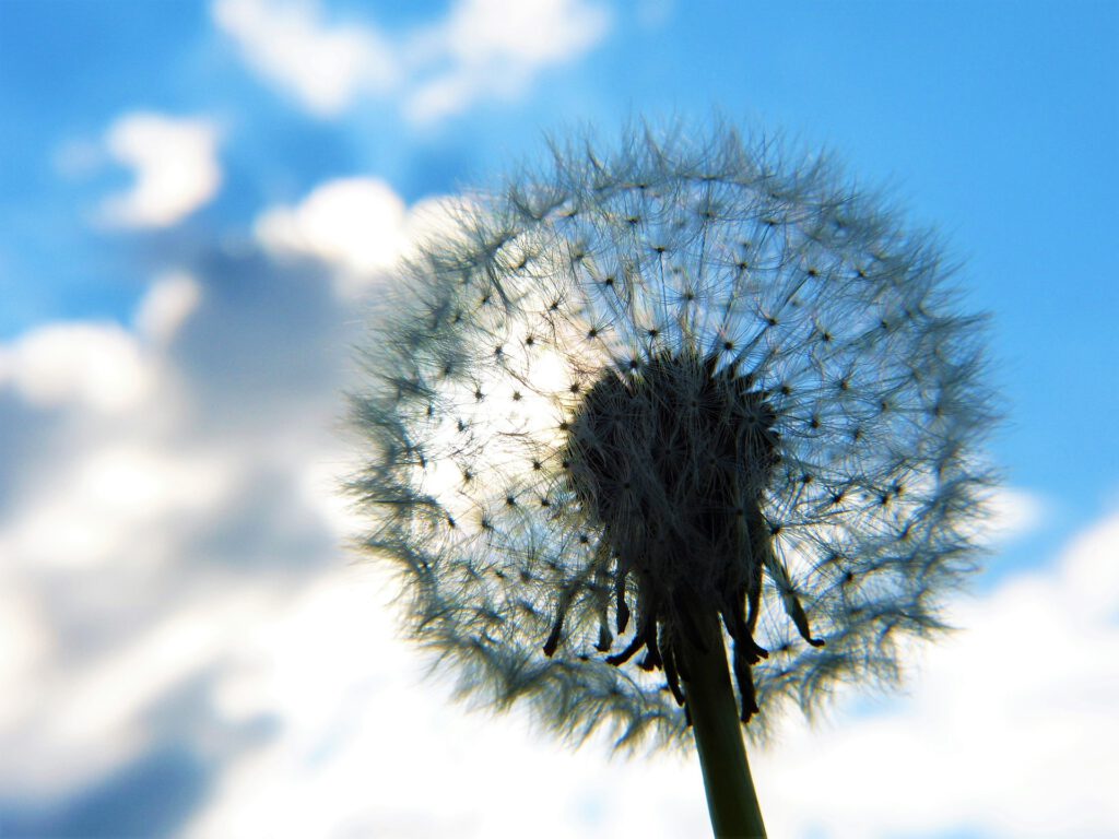 dandelion-4231241_1920